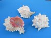 3-3/4 to 4-3/4 inches Large Pink Mouth Murex Shells for Sale - Pack of  6 @ $2.50 each; Pack of 12 @ $2.00 each; Bulk Pack of 36 @ $1.79 each