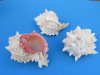 3-3/4 to 4-3/4 inches Large Pink Mouth Murex Shells - 10 @ $2.30 each