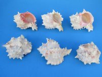 Large Pink Mouth Murex Shells <font color=red> Wholesale</font> 3-3/4 - 4-3/4 inches - Case: 160 @ $1.44 each