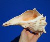 8-7/8 inches Authentic Left-Handed Whelk Shell for Sale, Lightning Whelk - Buy this one for $19.99