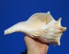 8 inches long Left Handed Whelk Shell for Decorating - Buy this one for $19.99