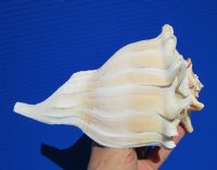 8 inches long Left Handed Whelk Shell for Decorating - Buy this one for $19.99