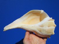 8-3/4 inches Genuine Left Handed Whelk Shell for Sale - Buy this one for $19.99