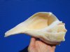 8-3/4 inches Genuine Left Handed Whelk Shell for Sale - Buy this one for $19.99