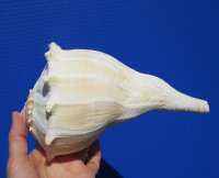 8-3/4 inches Genuine Left Handed Whelk Shell for Sale - Buy this one for $19.99