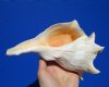 7-7/8 inches Left Handed Whelk Shell for Sale - Buy this one for $16.99