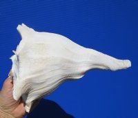 7-7/8 inches Left Handed Whelk Shell for Sale - Buy this one for $16.99