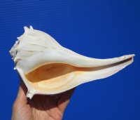 8-1/8 inches Authentic Left-Handed Whelk Shell for Sale - Buy this one for $19.99