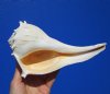 8-1/8 inches Authentic Left-Handed Whelk Shell for Sale - Buy this one for $19.99