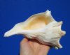 7 inches Left Handed Whelk Shell for Sale - Buy this one for $14.99