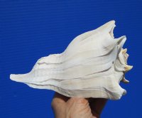 7 inches Left Handed Whelk Shell for Sale - Buy this one for $14.99