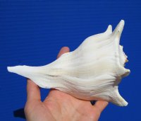 7 inches Left Handed Whelk Shell for Sale - Buy this one for $14.99