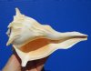 7 inches Real Left Handed Whelk Shell for Sale - Buy this one for $14.99