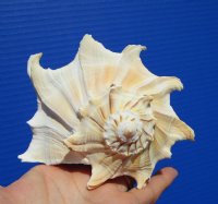 7 inches Real Left Handed Whelk Shell for Sale - Buy this one for $14.99