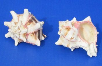 3 to 4 inches Murex Brassica Shells <font color=red>Wholesale</font> - 96 @ $1.00 each