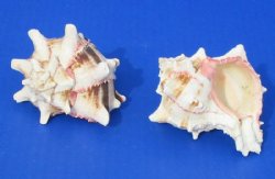 3 to 4 inches Murex Brassica Shells <font color=red>Wholesale</font> - 96 @ $1.00 each