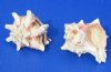 3 to 4 inches Murex Brassica Shells, The Cabbage Murex - 12 @ $1.60 each