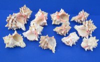 3 to 4 inches Murex Brassica Shells, The Cabbage Murex - 12 @ $1.60 each