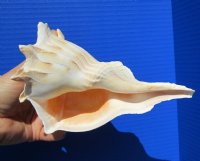 7 inches Lightning Whelk Shell for Sale, Left-Handed Whelk - You are buying this one for $14.99