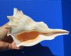 7 inches Lightning Whelk Shell for Sale, Left-Handed Whelk - You are buying this one for $14.99