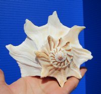 7 inches Lightning Whelk Shell for Sale, Left-Handed Whelk - You are buying this one for $14.99