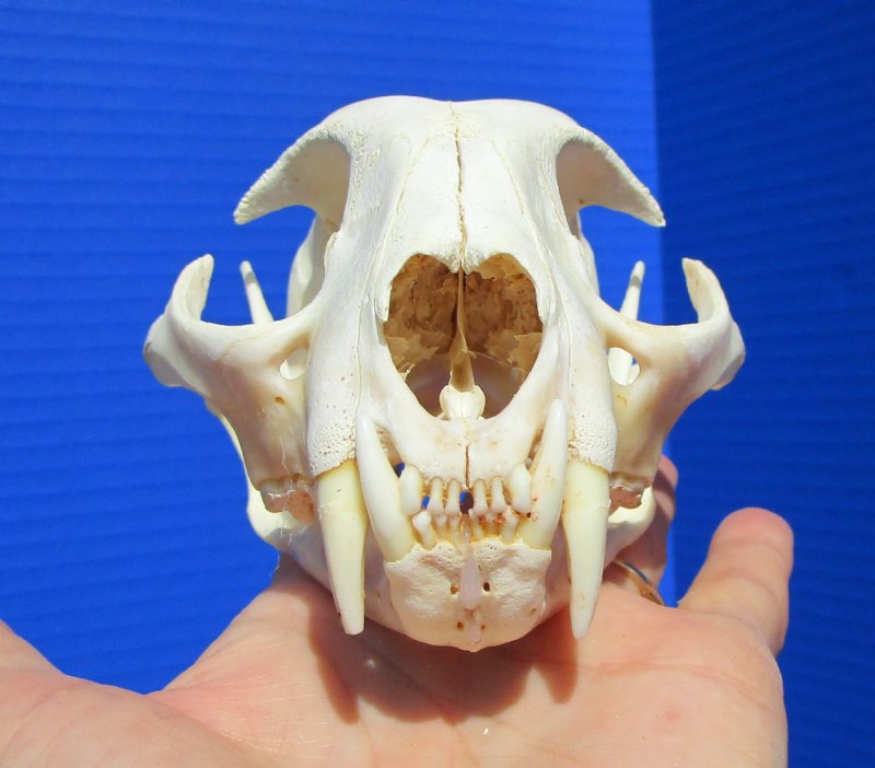 51/4 inches Genuine Bobcat Skull for Sale
