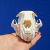 Real Bobcat Skull for Sale 4-7/8 inches - Buy this one for <font color=red> $54.99</font> Plus $7.50 1st Class Postage