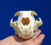 Bobcat Skull for Sale 4-3/4 by 3-3/8 inches - Buy this one for <font color=red> $54.99</font> Plus $7.50 1st Class Mail
