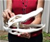 11-1/2 inches Grade A Florida Alligator Skull for Sale, beetle cleaned - Buy this one for $73.99