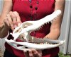 10 by 4-1/2 inches Grade A Florida Alligator Skull for Sale, beetle cleaned - Buy this one for $73.99