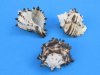 2-3/4 to 3 inches Small Black Murex Shells for Sale, Hexaplex nigritus - Pack of 12 @ .98 each; Bulk Pack of 72 @ .81 each