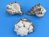3 inches Black Murex Shells - 12 @ $1.95 each
