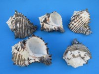 Large Black and White Murex Shells <font color=red> Wholesale</font> 4 to 4-3/4 inches - 72 @ $1.45 each