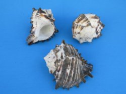 Large Black and White Murex Shells- <font color=red> Discount Priced</font> 4 to 4-3/4 inches - Case: 70 @ $1.29 each