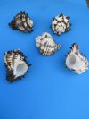 5 to 5-3/4 inches Wholesale Large Black Murex Shells for Sale in Bulk Case of 48 @ $2.60 each