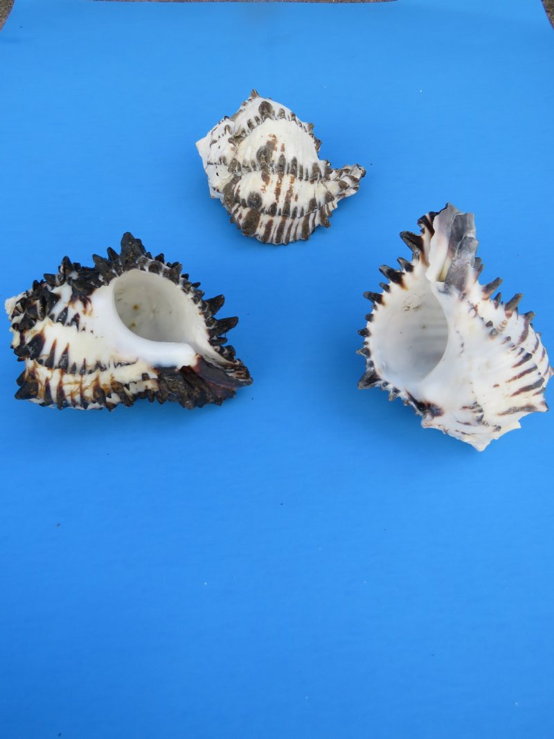 5 inches Large Black Murex Shells for Sale for Crafts and Display 2.93 each