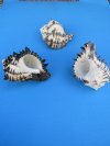 5 inches Large Black Murex Shells - 6 @ $4.20 each