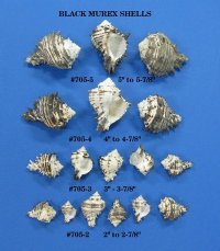 5 to 5-3/4 inches Extra Large Black Murex Shells, Big Hermit Crab Shells <font color=red> Wholesale</font> -  60 @ $2.20 each