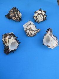 5 inches Extra Large Black Murex Shells - 6 @ $3.55 each