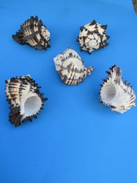 5 inches Extra Large Black Murex Shells - 6 @ $4.50 each; 12 @ $4.00 each