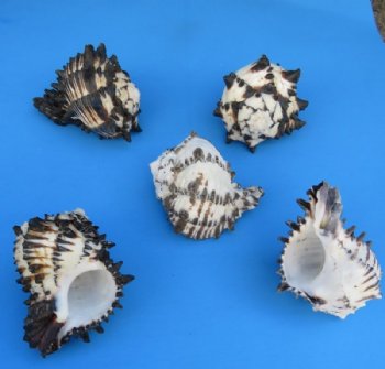 Extra Large Black Murex Shells, 5 to 5-3/4 inches  <font color=red> Wholesale</font> - 36 @ $2.50 EACH