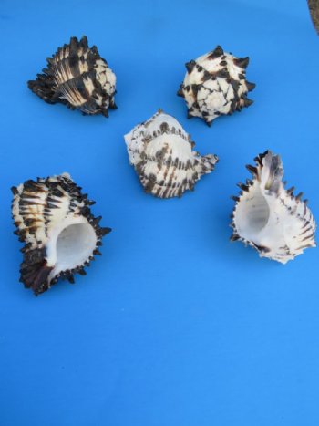 5 to 5-3/4 inches Extra Large Black Murex Shells, Big Hermit Crab Shells <font color=red> Wholesale</font> -  60 @ $2.20 each