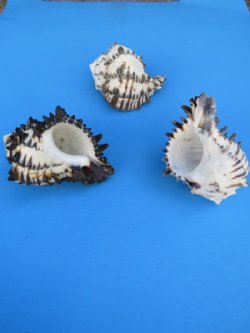 5 inches Extra Large Black Murex Shells - 6 @ $3.55 each