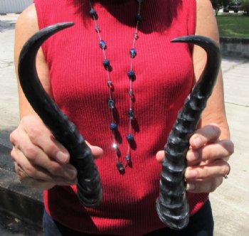 9-3/4 and 10 inches <font color=red> Polished</font> Male Springbok Horns for Sale  (1 right, 1 left) - Buy these 2 for $15.00 each