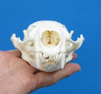 4-5/8 by 3-1/4 inches <font color=red> Grade A Quality</font> Otter Skull for Sale, beetle cleaned for $59.99