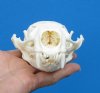 4-5/8 by 3-1/4 inches <font color=red> Grade A Quality</font> Otter Skull for Sale, beetle cleaned - Buy this one for <font color=red> $54.99</font> (Plus $8.50 First Class Mail)