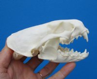 4-5/8 by 3-1/4 inches <font color=red> Grade A Quality</font> Otter Skull for Sale, beetle cleaned for $59.99