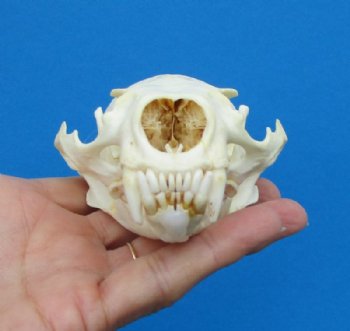 North American Otter Skull for Sale 4-5/8 inches <font color=red> Grade A Quality</font>, Beetle Cleaned for $59.99