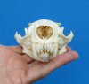 North American Otter Skull for Sale 4-5/8 inches <font color=red> Grade A Quality</font>, Beetle Cleaned - Buy this one for <font color=red>$54.99</font> (Plus $8.50 First Class Mail)