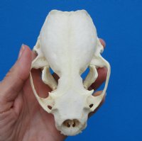 North American Otter Skull for Sale 4-5/8 inches <font color=red> Grade A Quality</font>, Beetle Cleaned for $59.99